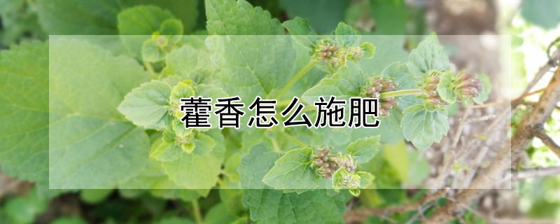 藿香怎么施肥(藿香施肥方法)
