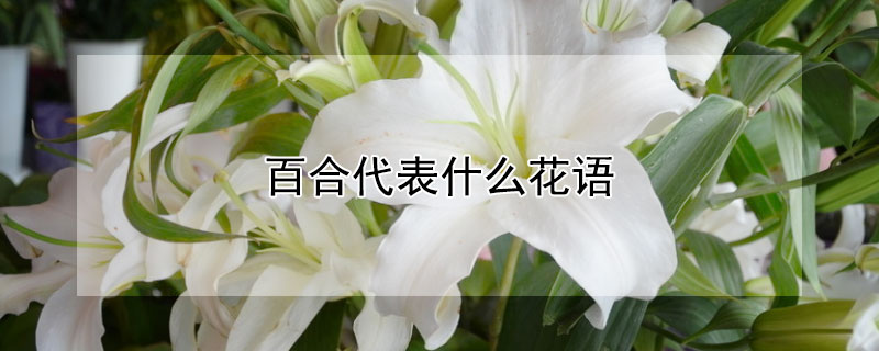 百合代表什么花语（百合代表什么花语代表什么）