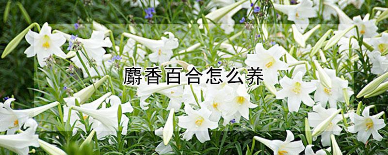 麝香百合怎么养 麝香百合花怎么养