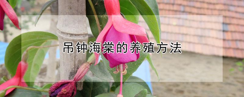 吊钟海棠的养殖方法(吊钟海棠怎么养殖)