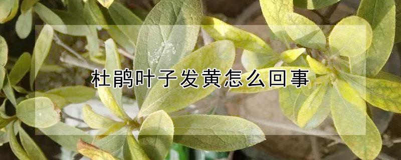 杜鹃叶子发黄怎么回事（杜鹃叶子变黄了怎么回事）