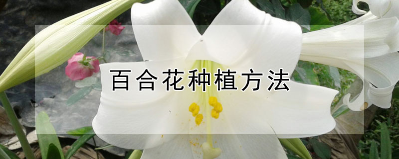 百合花种植方法 百合花种植方法秒懂百科
