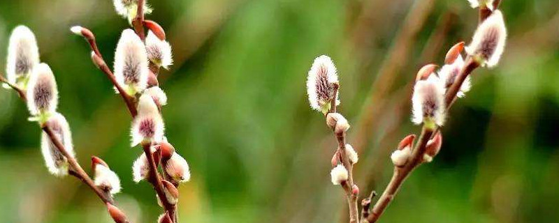 银柳的寓意及象征 银柳的寓意和象征
