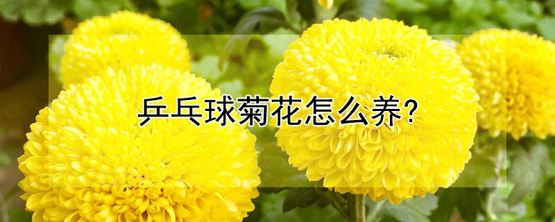 乒乓球菊花怎么养? 乒乓球菊花怎么养护才能一年四季开花