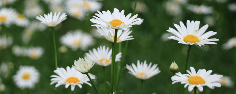 白色大滨菊花语（白色杭菊花语）