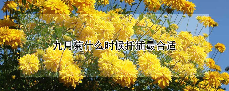 九月菊什么时候扦插最合适 九月菊怎样剪枝和扦插