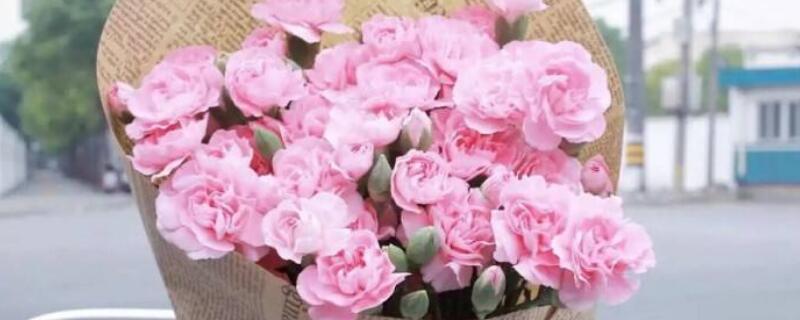 粉色康乃馨花语(粉色康乃馨花语代表什么)