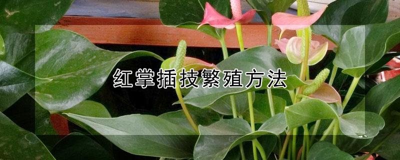 红掌插技繁殖方法 红掌的繁殖方法视频教程