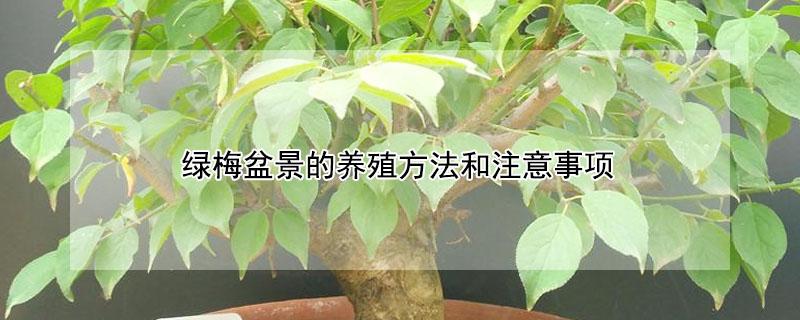 绿梅盆景的养殖方法和注意事项（绿梅花的养殖方法）