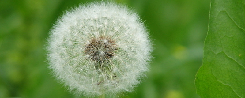 蒲公英的精神与寓意（蒲公英的精神与寓意作文）