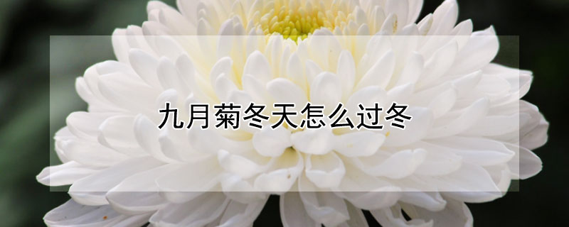 九月菊冬天怎么过冬（九月菊在室外能过冬吧?）
