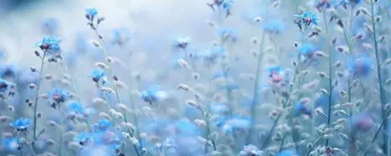 蓝色满天星花语 粉色满天星花语