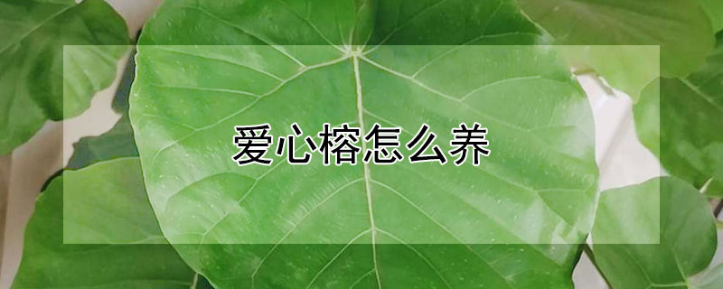 爱心榕怎么养（爱心榕用什么土培植好）