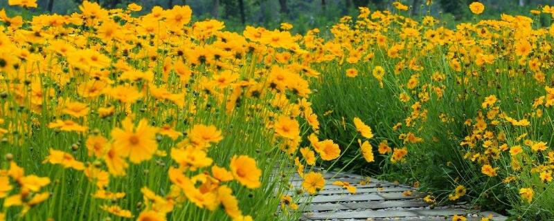 金鸡菊的花语是什么 赞美金鸡菊的花语和寓意