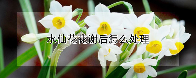 水仙花花谢后怎么处理（水仙花花谢了怎么处理）