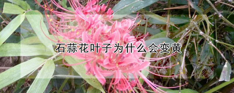 石蒜花叶子为什么会变黄(石蒜叶子黄了)