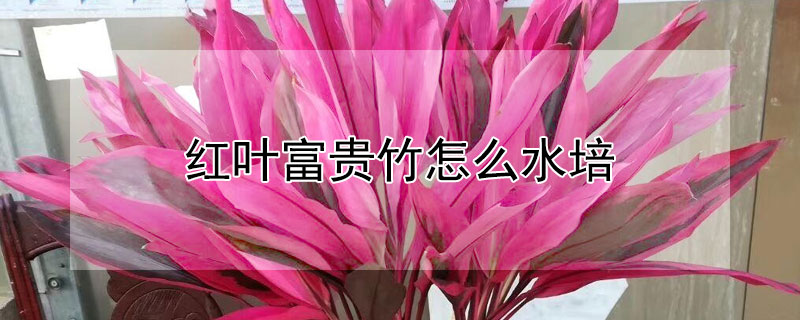 红叶富贵竹怎么水培 水培富贵竹怎么养才能不会黄叶