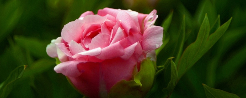 送牡丹花的寓意是什么（送花送牡丹是什么意思）