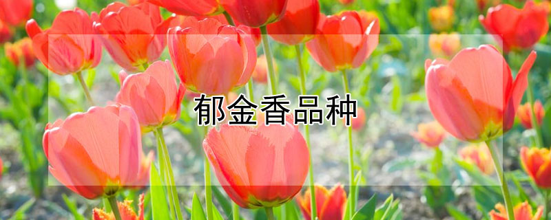 郁金香品种（郁金香品种有多少）
