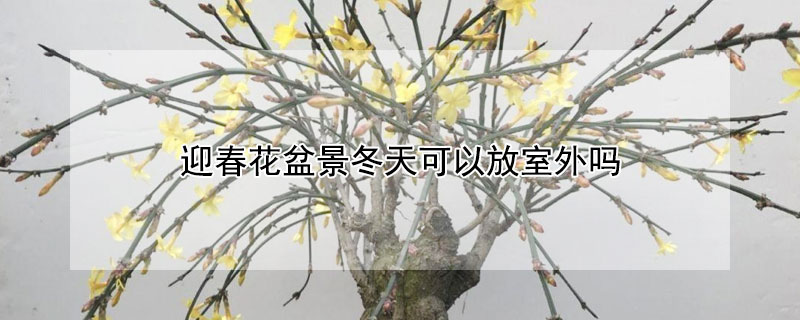 迎春花盆景冬天可以放室外吗（盆栽迎春花冬天要放室外还是室内）