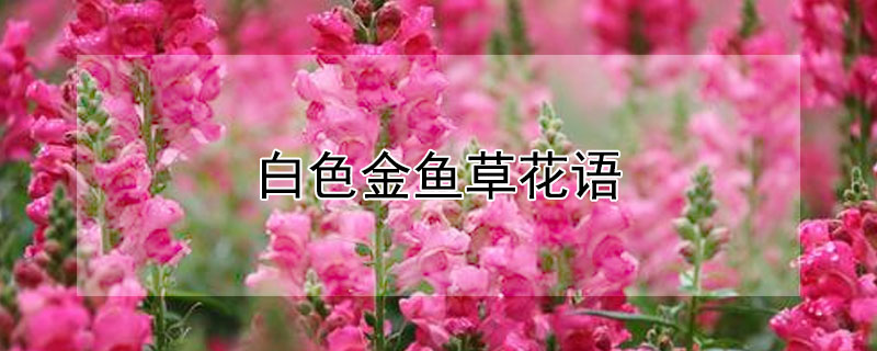 白色金鱼草花语（粉色金鱼草花语）