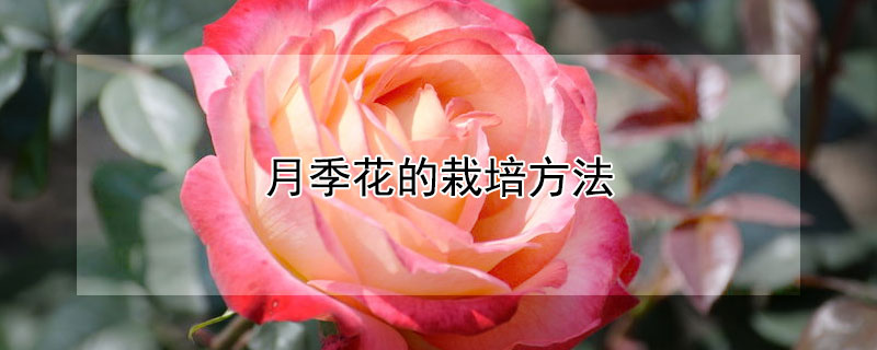 月季花的栽培方法（月季花的栽培方法月季花的栽培时间）