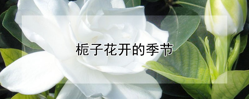 栀子花开的季节（栀子花开的季节是什么意思）