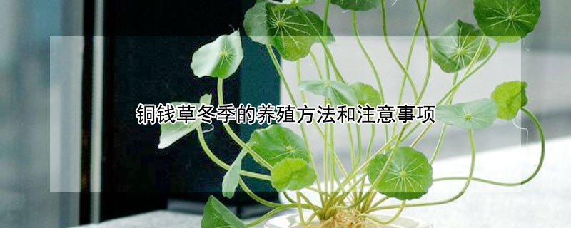 铜钱草冬季的养殖方法和注意事项 铜钱草的夏季养殖方法和注意事项