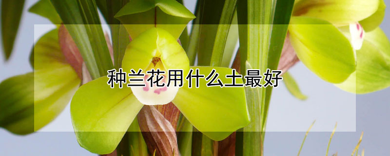 种兰花用什么土最好（种兰花用什么土最好?）