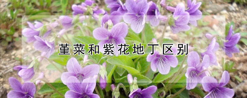 堇菜和紫花地丁区别 紫花地丁与堇菜区别