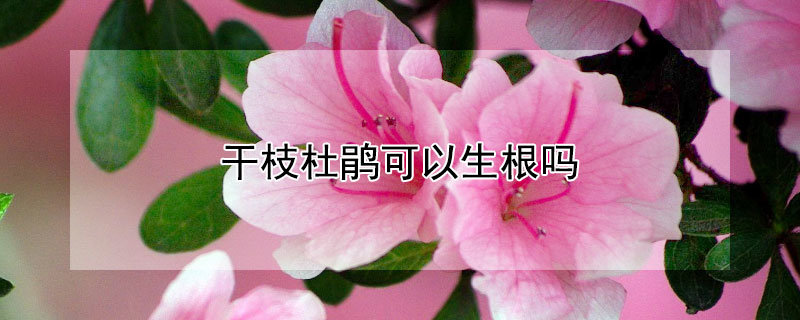 干枝杜鹃可以生根吗 高山杜鹃干枝怎么生根