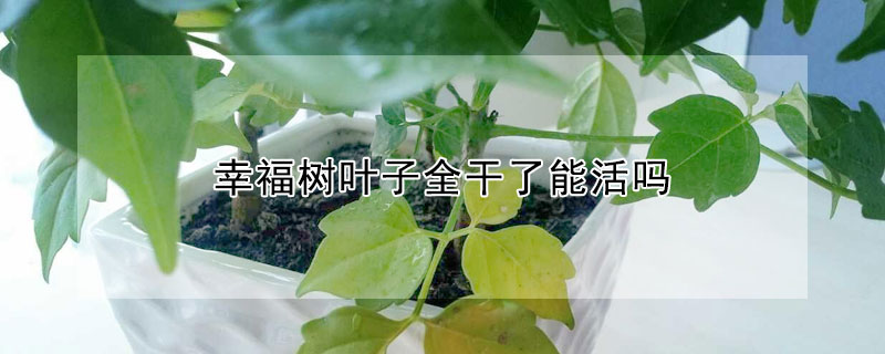 幸福树叶子全干了能活吗（幸福树叶子干了还能活吗）