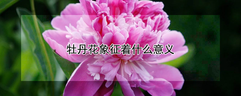 牡丹花象征着什么意义 牡丹花象征着什么意义?