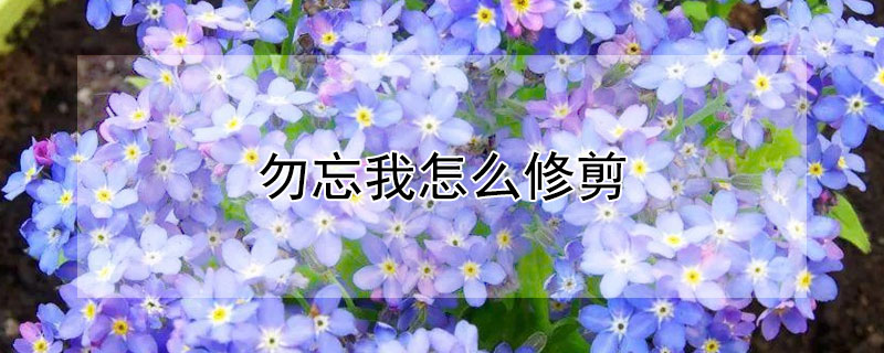 勿忘我怎么修剪(勿忘我怎么修剪视频)