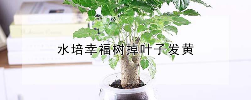 水培幸福树掉叶子发黄（水培发财树树叶发黄是什么原因）