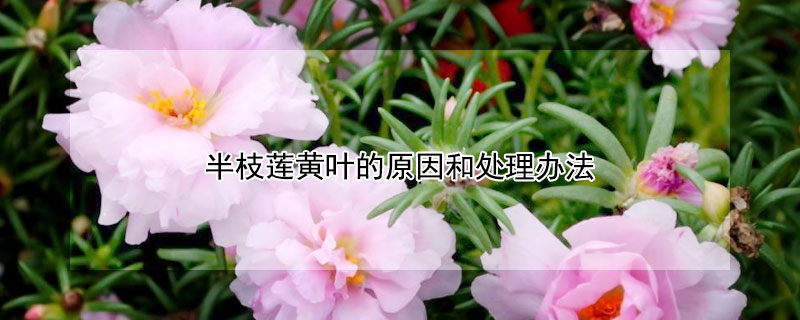 半枝莲黄叶的原因和处理办法（莲叶枯黄怎么办）
