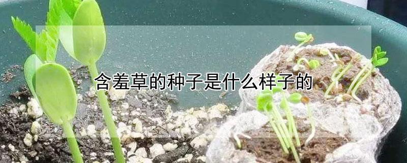 含羞草的种子是什么样子的 含羞草有种子吗?