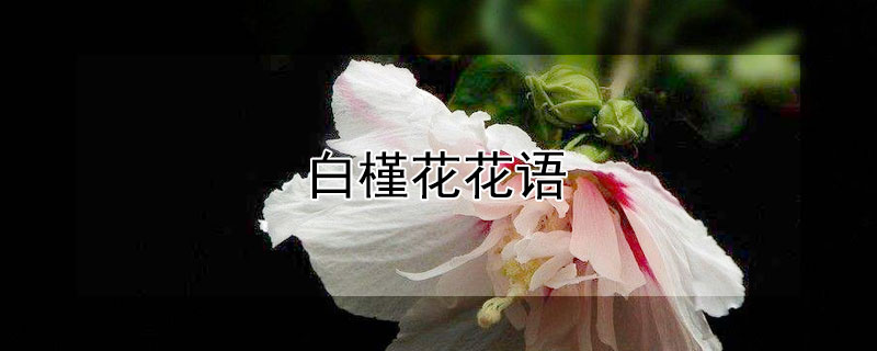 白槿花花语 白花重瓣木槿花语