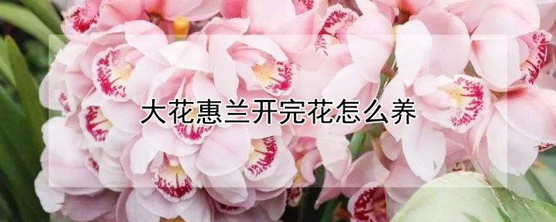 大花惠兰开完花怎么养(大惠兰花怎么养才能开花)