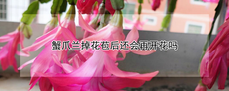 蟹爪兰掉花苞后还会再开花吗（蟹爪兰花苞脱落后还会长花苞吗）