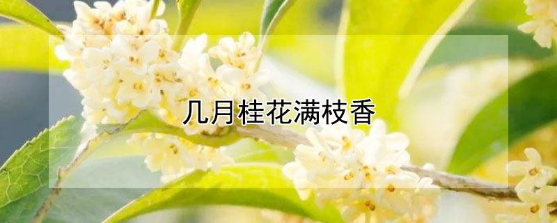 几月桂花满枝香 桂花满枝香是几月份的