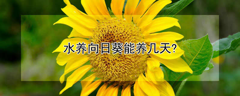 水养向日葵能养几天?（向日葵怎么水养时间长）