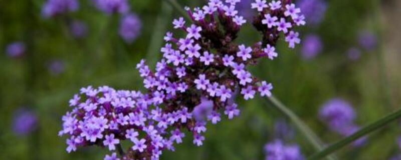 柳叶马鞭草花语(柳叶马鞭草含义)