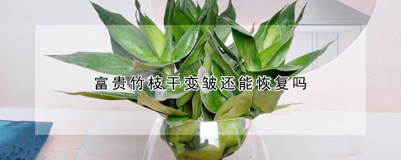 富贵竹枝干变皱还能恢复吗（富贵竹叶子蔫了怎么办）