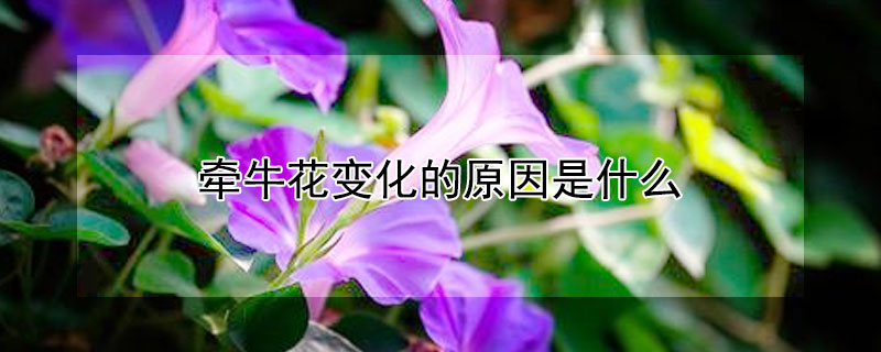牵牛花变化的原因是什么 牵牛花随着时间的变化有什么变化