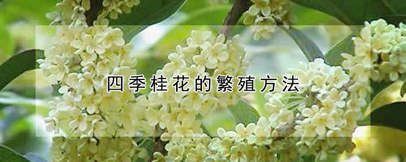 四季桂花的繁殖方法（四季桂怎么繁殖）
