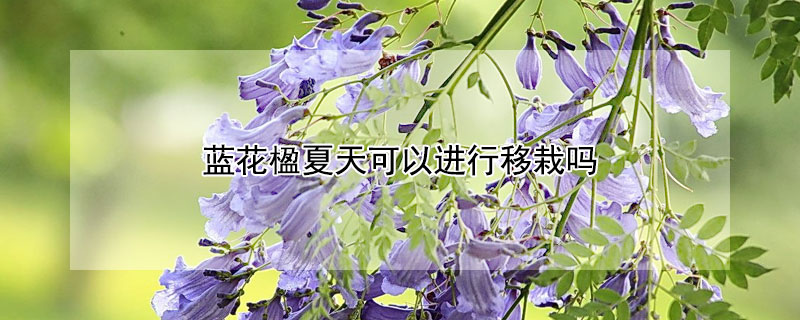 蓝花楹夏天可以进行移栽吗（蓝花楹什么时候移栽比较合适）