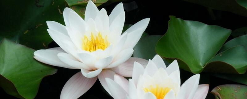 睡莲的花语（睡莲的花语和寓意不好吗）