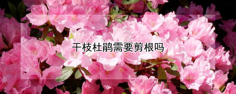 干枝杜鹃需要剪根吗 杜鹃根部的枝条剪吗