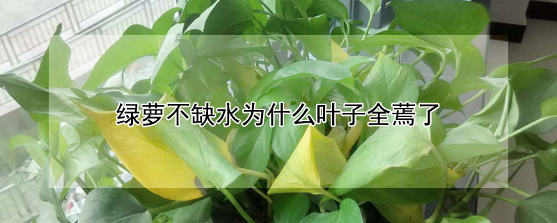 绿萝不缺水为什么叶子全蔫了 绿萝不缺水叶子为什么会蔫了